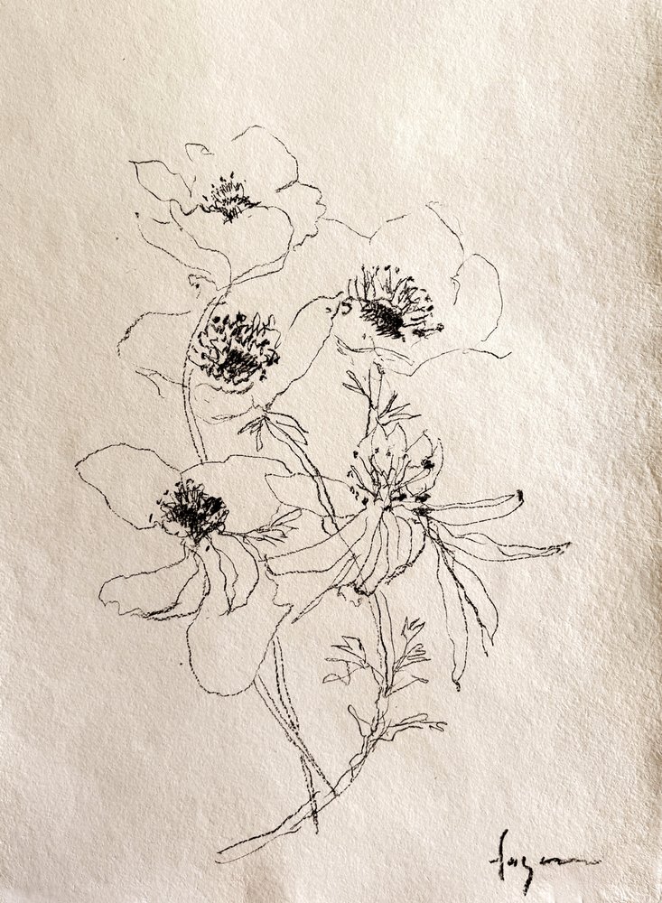 Esboço floral delicado de Dorothy Fagan
