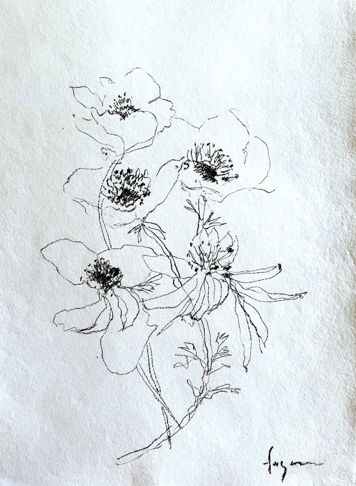 Esboço floral delicado de Dorothy Fagan