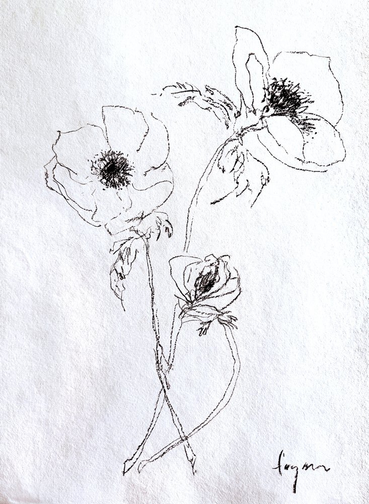 Esboço de uma flor delicada de Dorothy Fagan