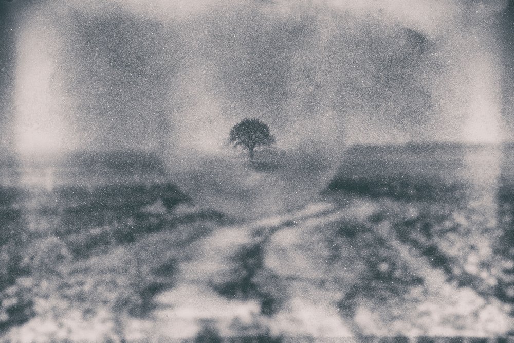 Caminho para a Árvore Solitária de Dragan Drobac
