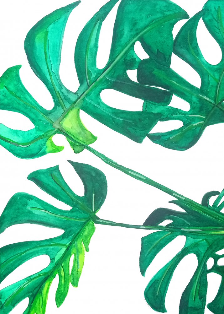 Folhas tropicais de monstera de Elizabeth C