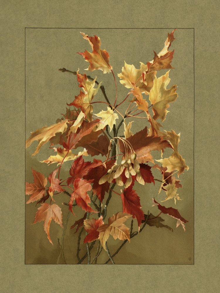 Folhas de outono, bordo de Ellen Thayer Fisher