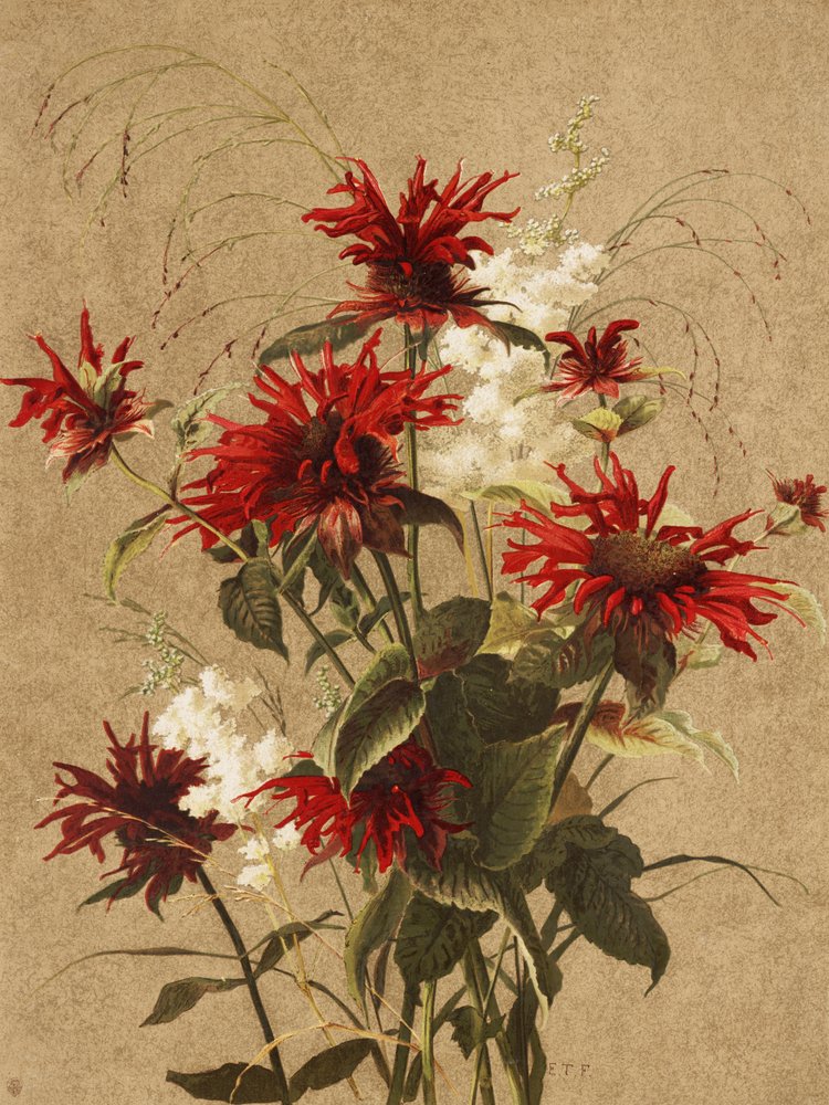 Bálsamo e Spiraea, de Ellen Thayer Fisher de Ellen Thayer Fisher