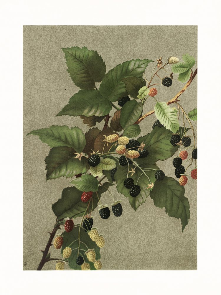 Amoras de Ellen Thayer Fisher