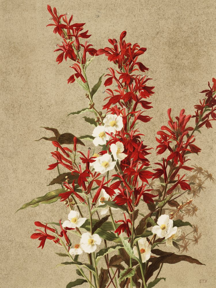 Flores-cardinais de Ellen Thayer Fisher