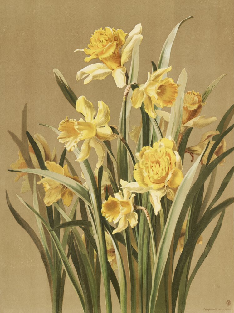 Narcisos de Ellen Thayer Fisher
