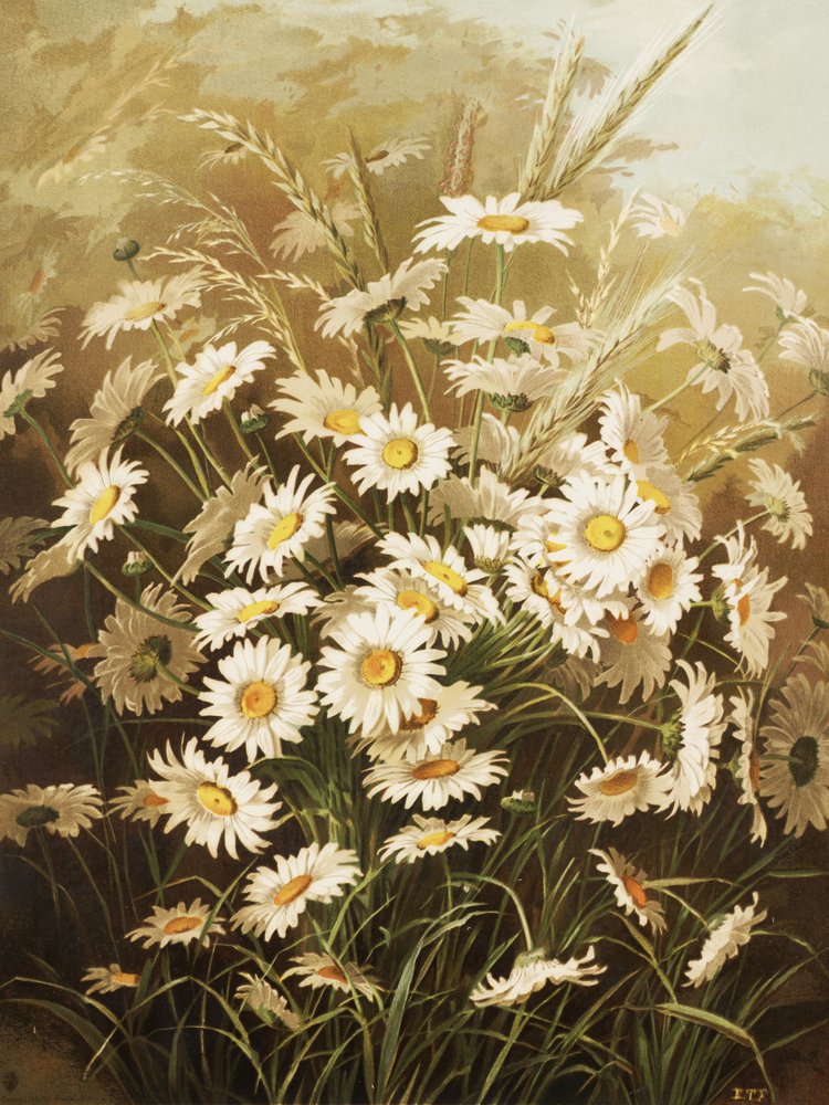 Margaridas, de Ellen Thayer Fisher de Ellen Thayer Fisher