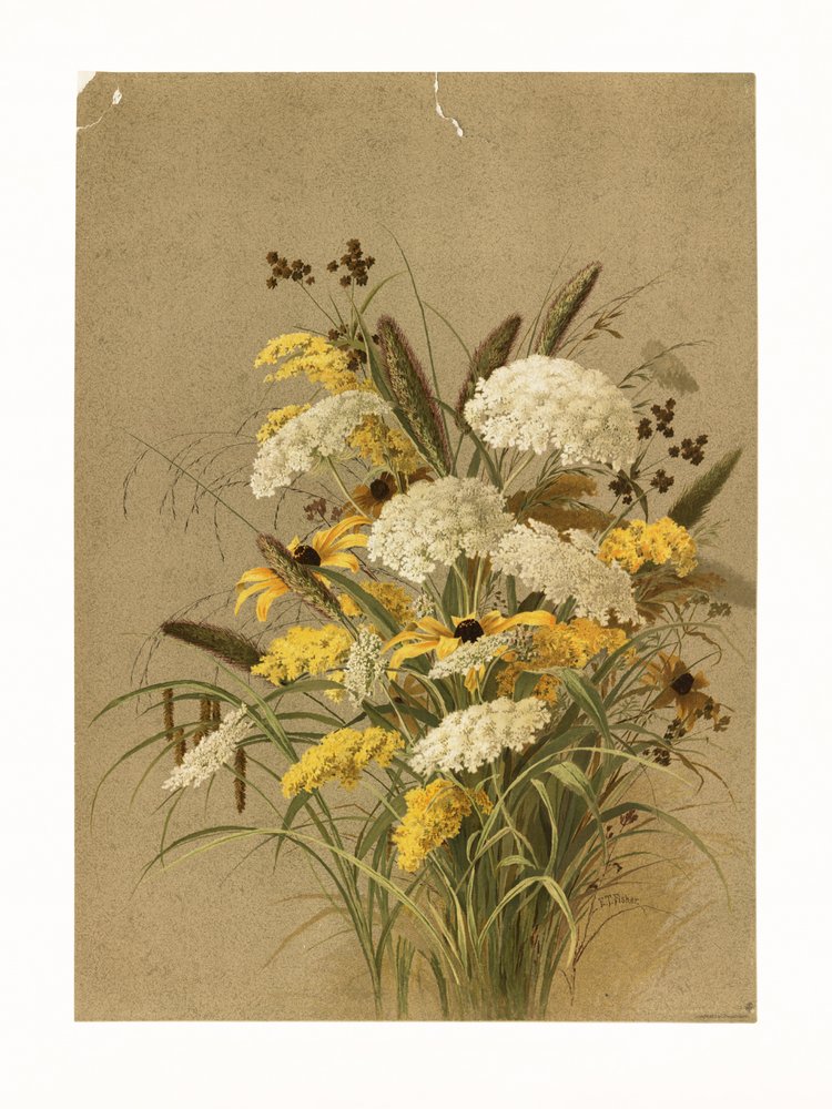 Cicuta, ervas-olho-de-boi e vara-de-ouro de Ellen Thayer Fisher