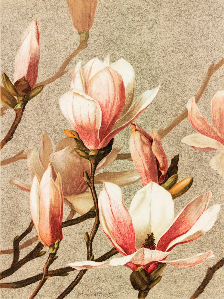 Magnólia de Ellen Thayer Fisher