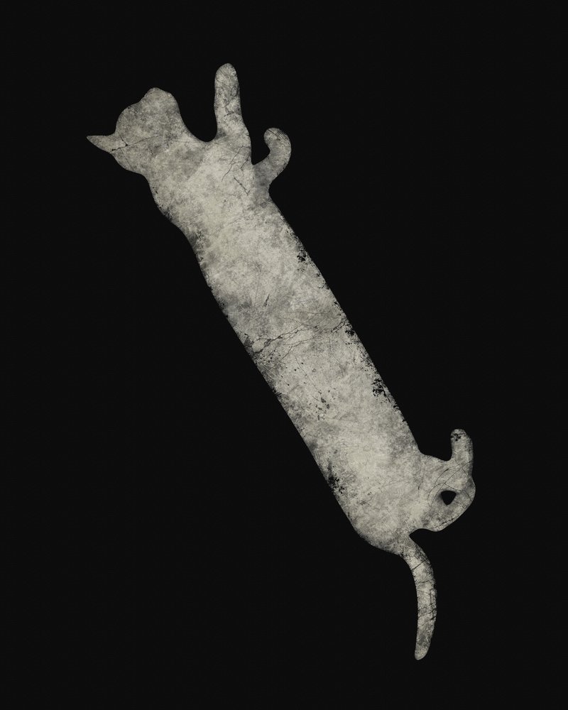 Gato a alongar-se com elegância de Ema Paraschiv