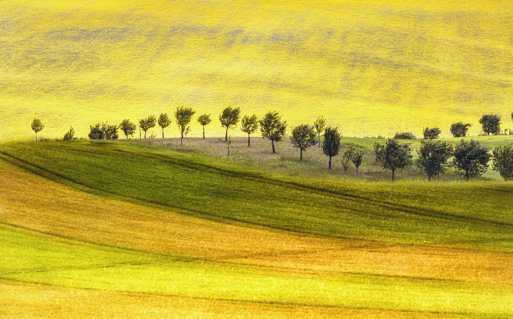 Colinas ondulantes e árvores de Ewa Całkosińska-Kajzer