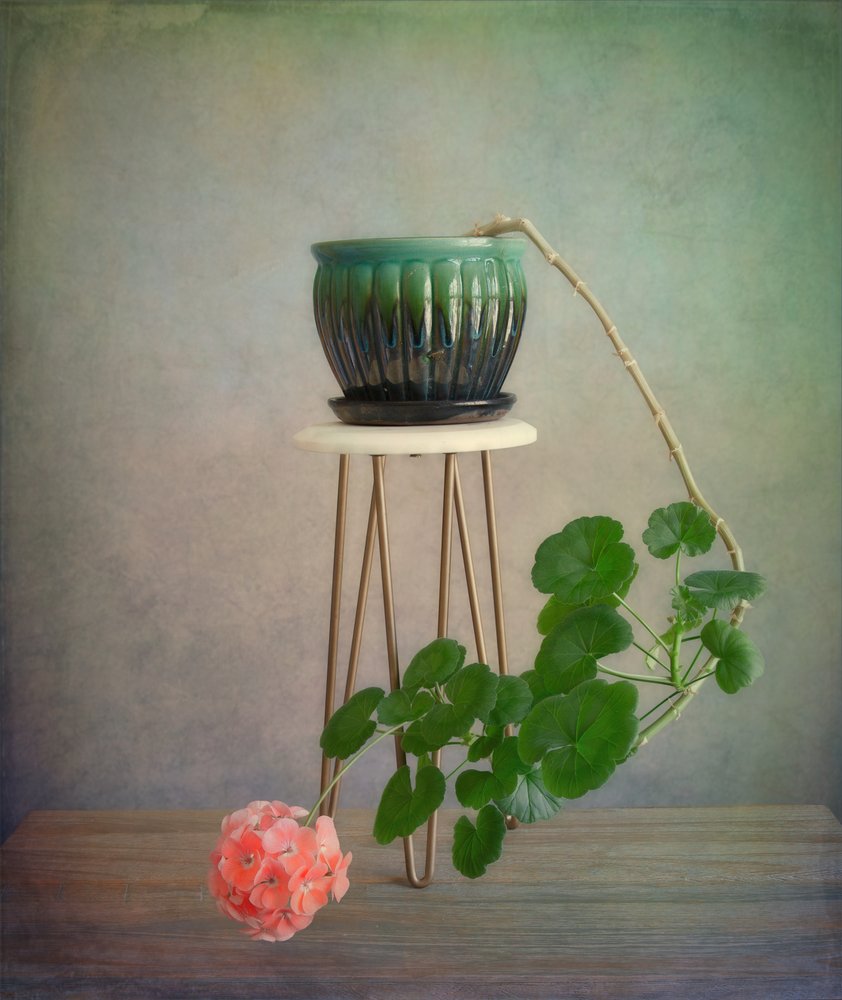 Gerânio trepador em flor de Fangping Zhou