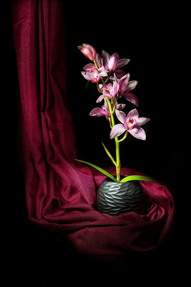 Orquídea Rosa Elegante de Felice Angelino