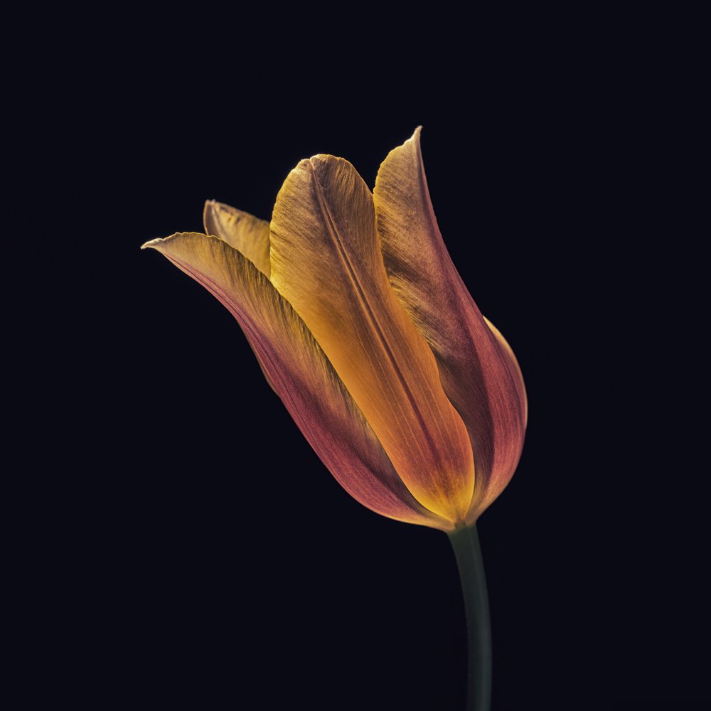 Tulipa laranja brilhante de Frank Ulrich Gandenberger