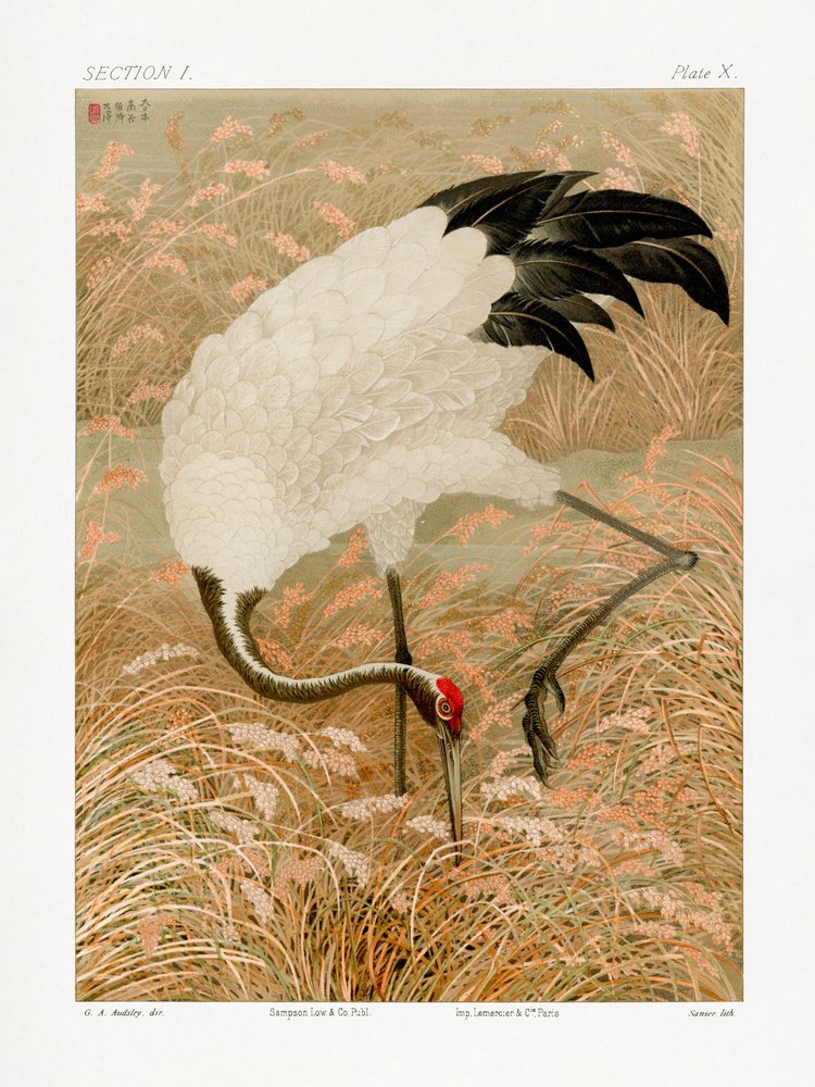 Grou-de-sarus num campo de arroz de G.a. Audsley