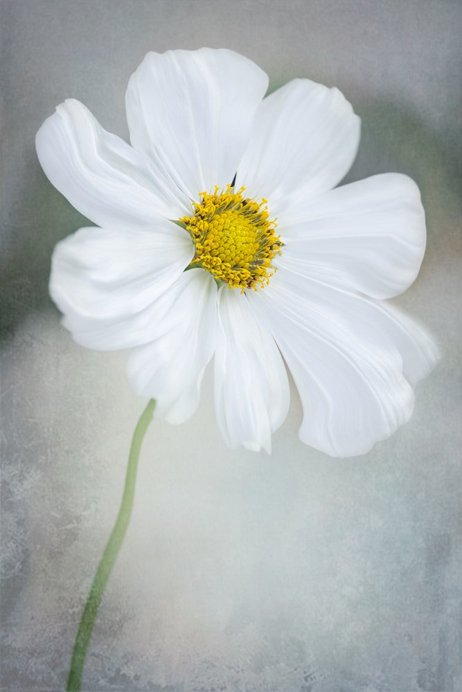 Cosmos Branco Delicado de GaoSL