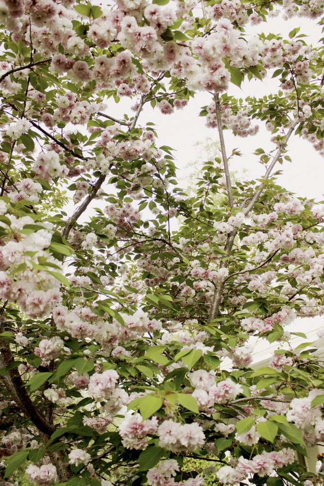 Flores de cerejeira na primavera de Gemma Bardot