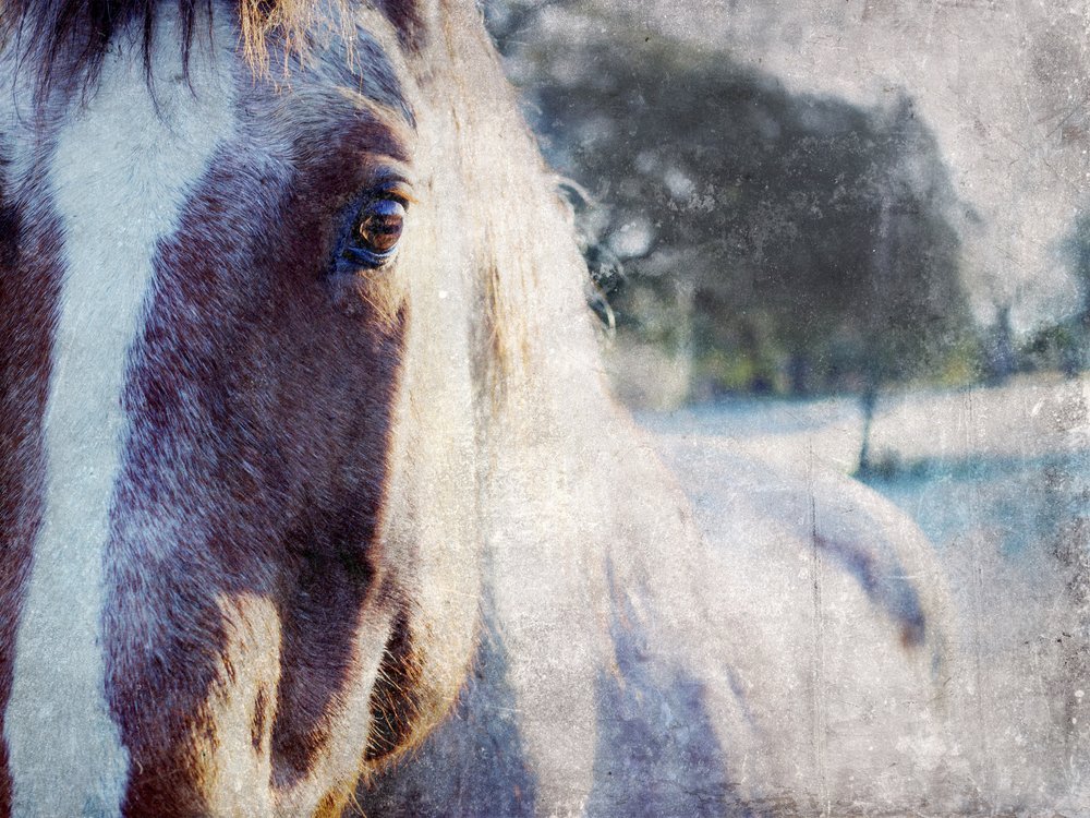 O Olhar Suave do Cavalo de Gemma Bardot
