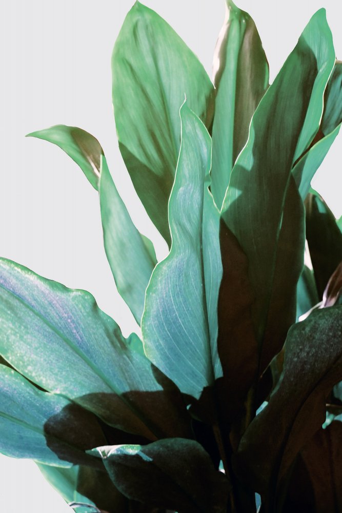 Planta tropical verde de Gemma Bardot