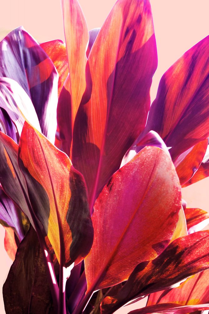Folhas tropicais vibrantes de Gemma Bardot