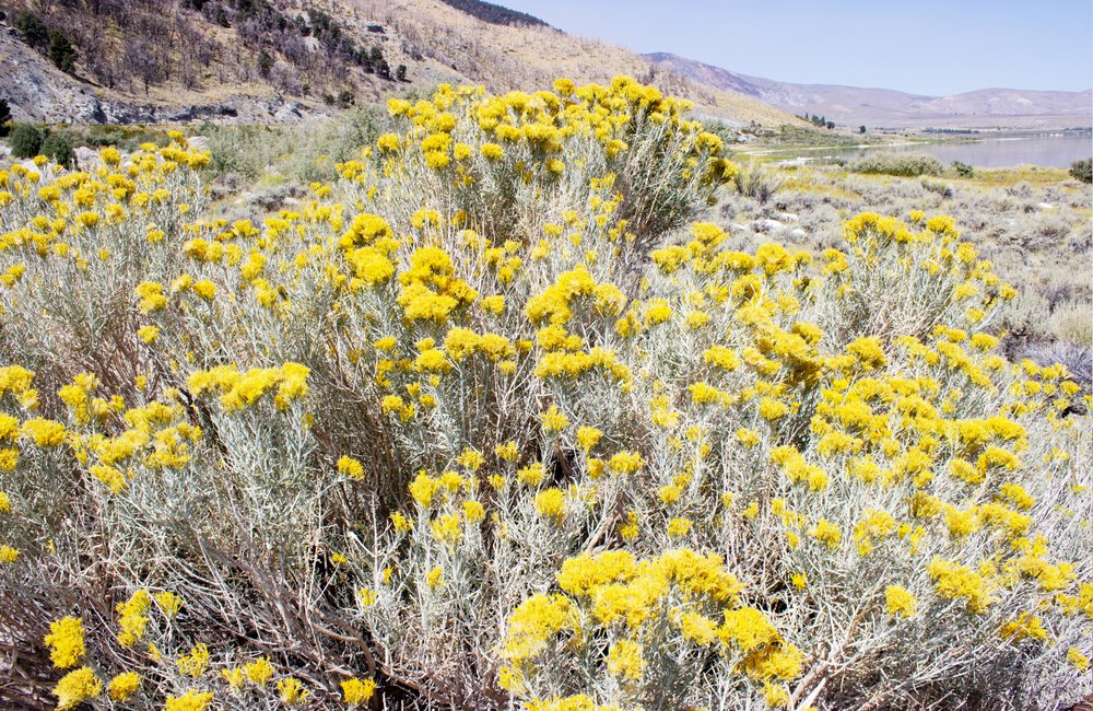 Flor amarela do deserto de Gemma Bardot
