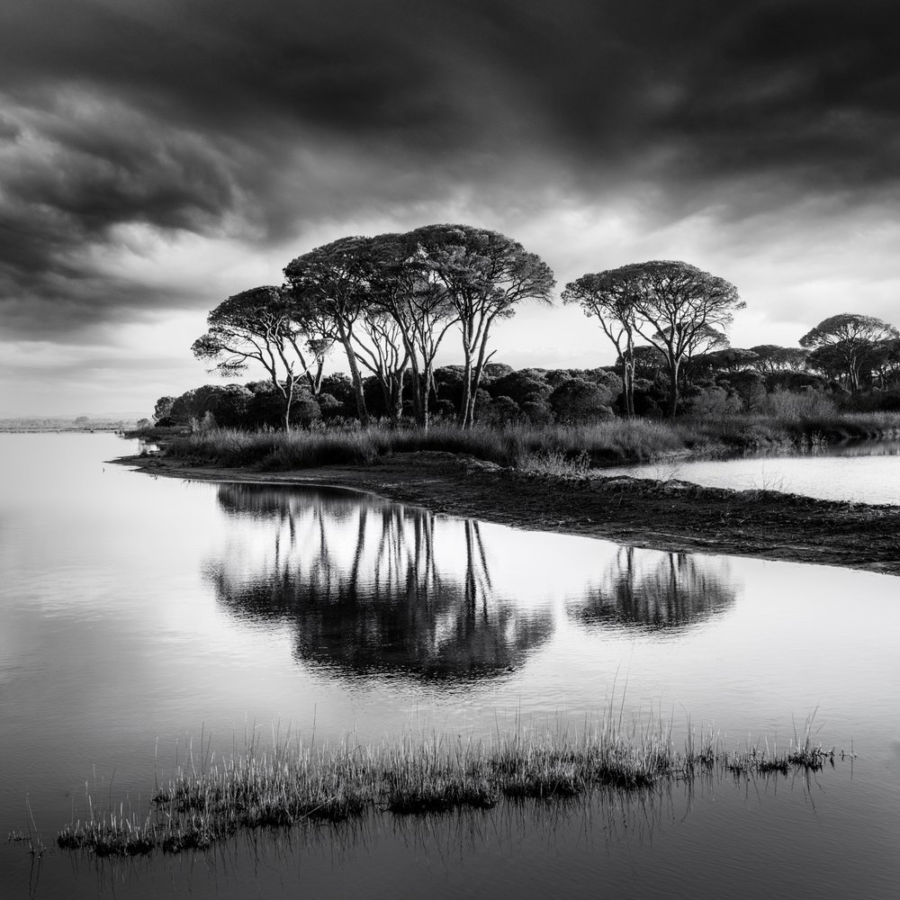 Reflexos dramáticos dos pinheiros de George Digalakis