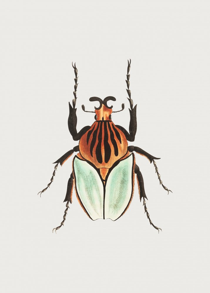 Chefe Beetle de George Shaw