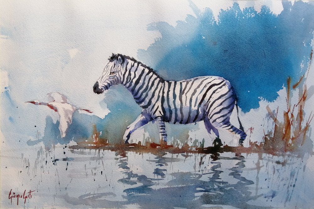 Zebra africana a caminhar na água de Giorgio Gosti