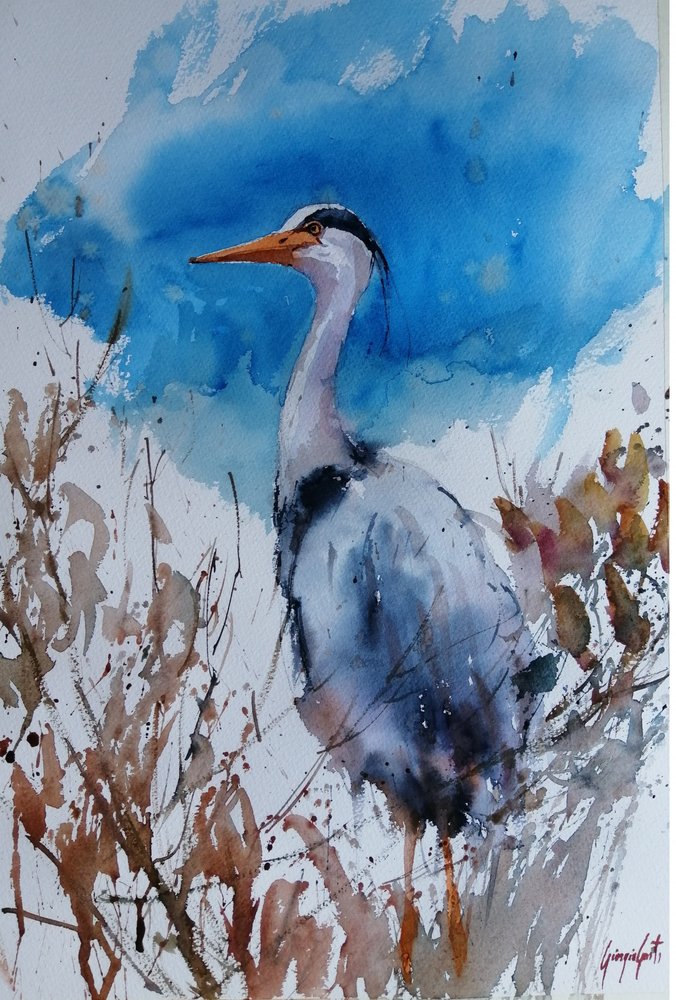 Aquarela Garça-azul de Giorgio Gosti
