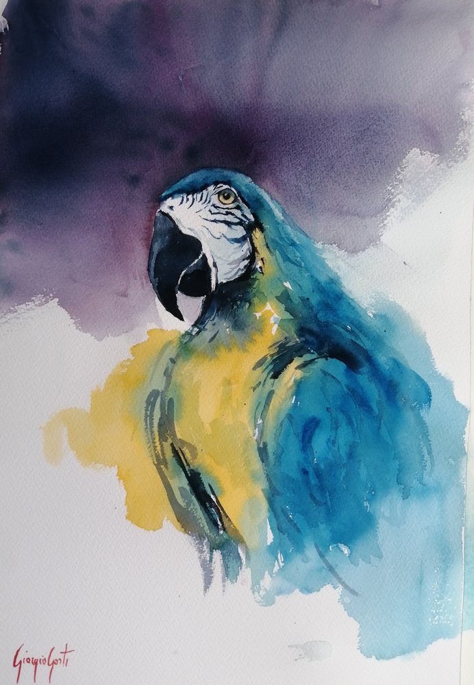 Arara-azul-e-amarela de Giorgio Gosti
