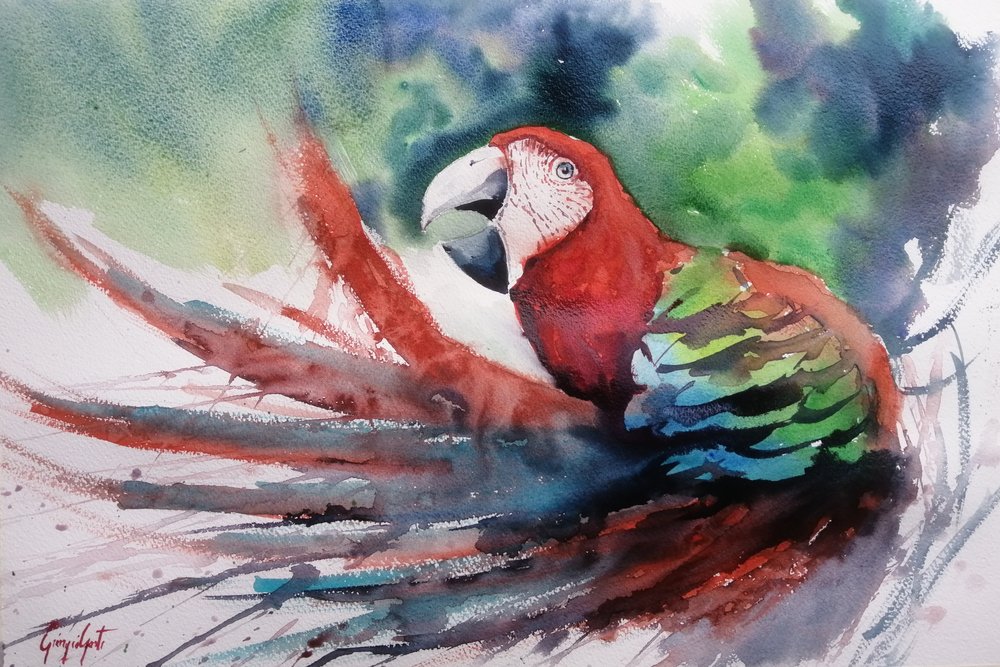 Arara-da-selva colorida de Giorgio Gosti