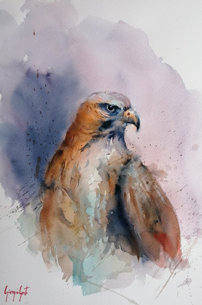Magnífico Falcão em Aquarela de Giorgio Gosti
