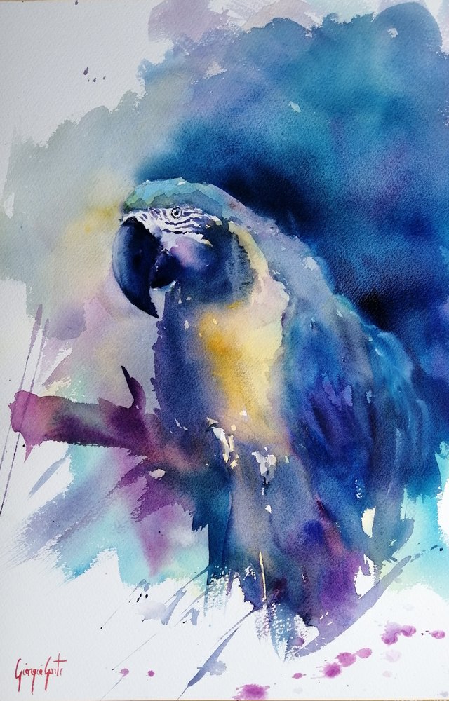 Arara-azul-vibrante de Giorgio Gosti