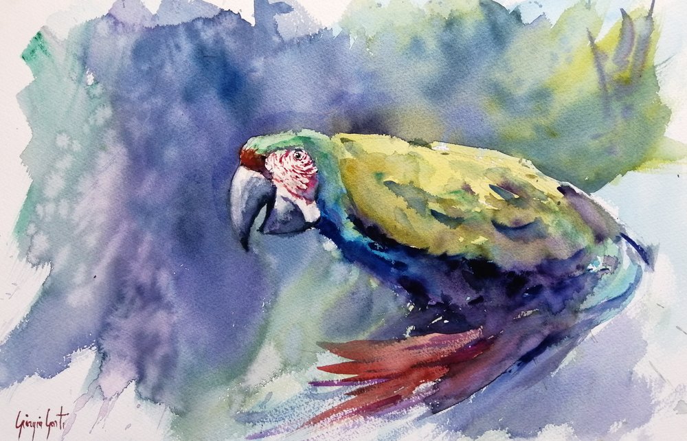Arara em aquarela vibrante de Giorgio Gosti