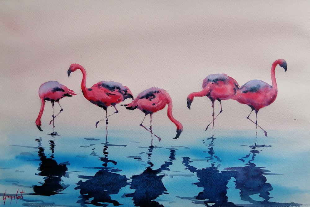 Flamingos-rosa a chapinhar de Giorgio Gosti