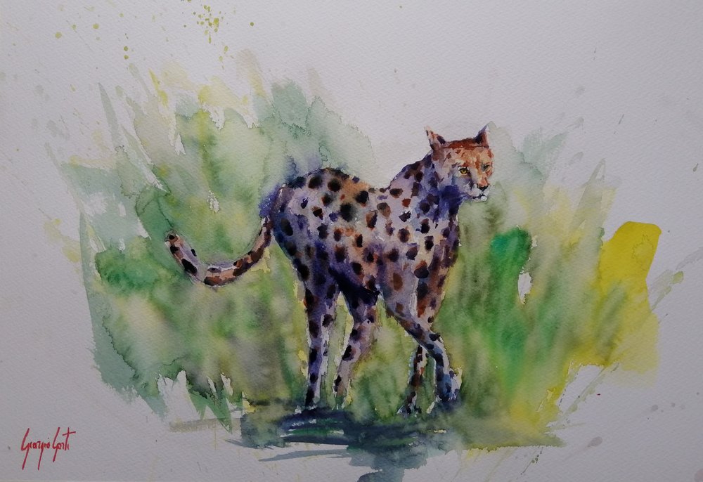 Chita Selvagem em Aquarela de Giorgio Gosti