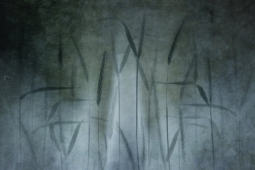 Campo de trigo abstrato de Greetje van Son
