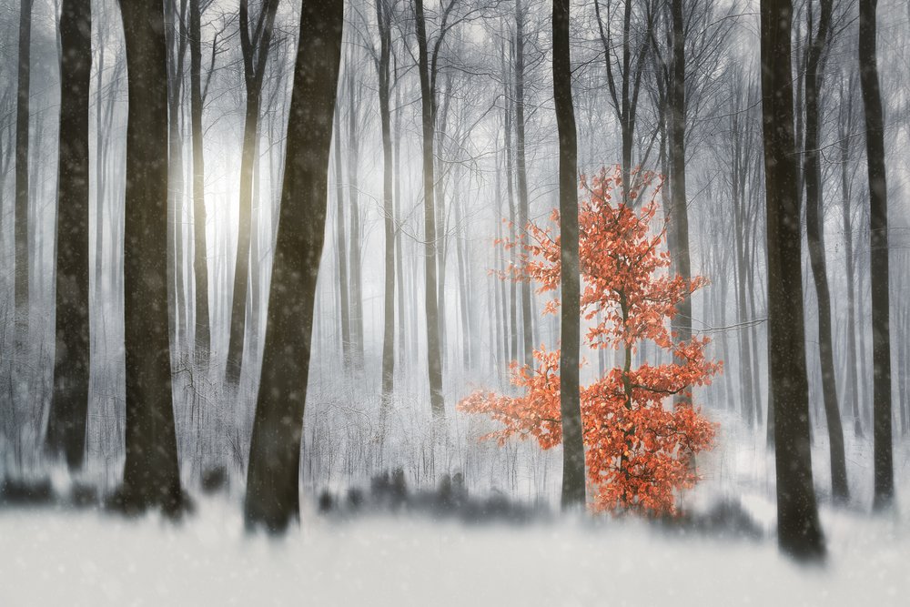 Floresta de Inverno da Laranjeira de Gustav Davidsson