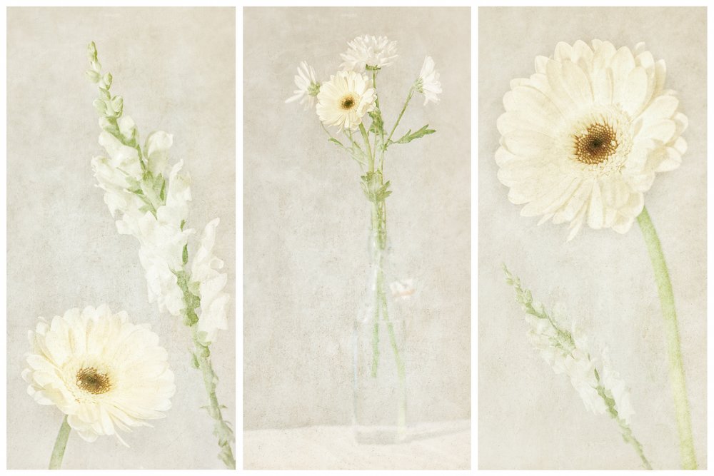 Flores brancas e delicadas de Gustav Davidsson