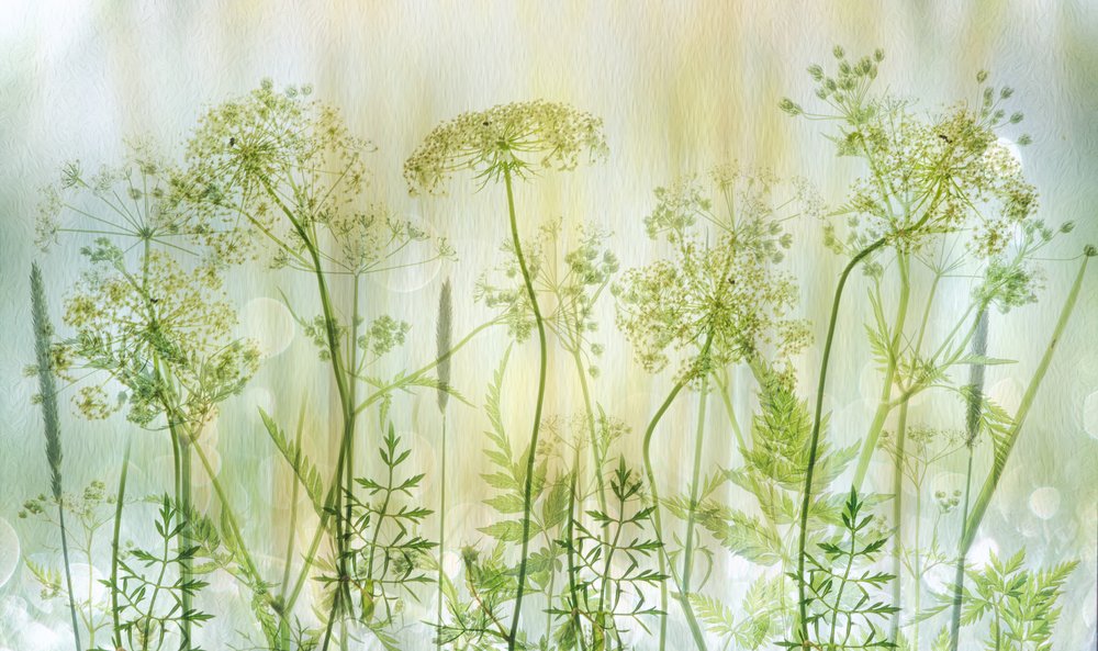 Delicadas flores silvestres verdes de Hilda van der Lee