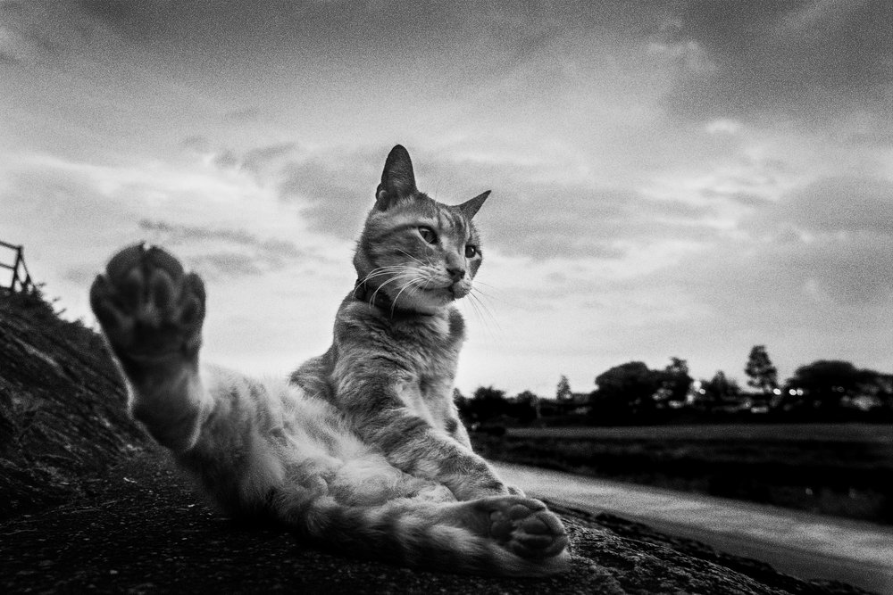 Alongamento da pata do gato curioso de Hiroaki Kuroda