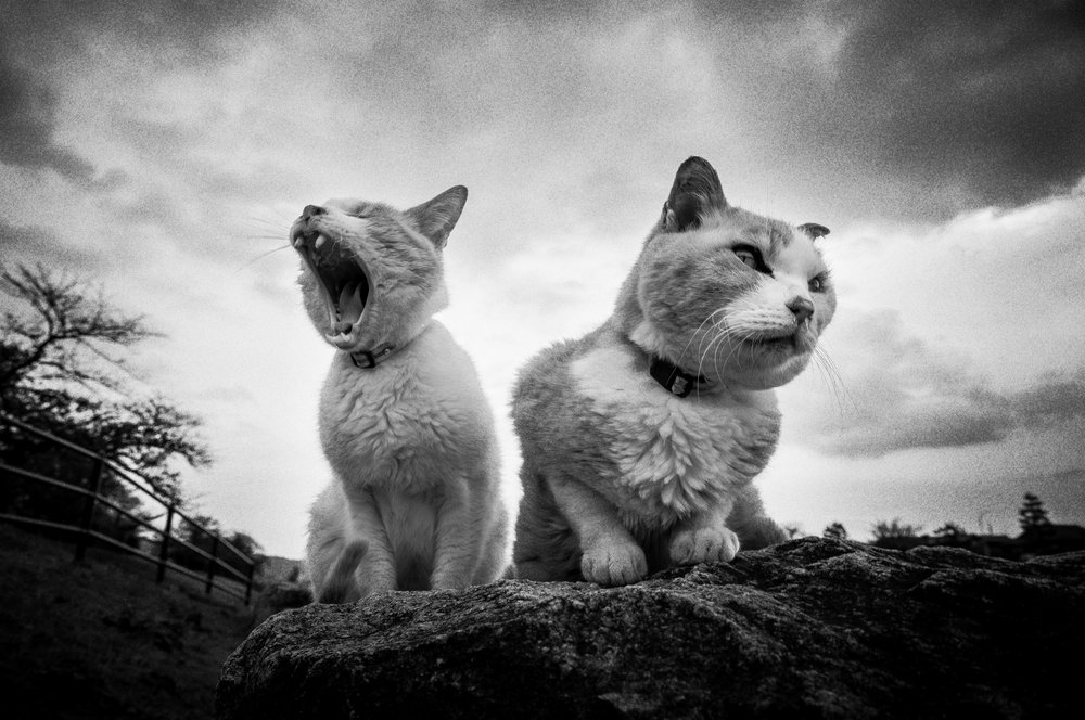 Gatos mal-humorados a bocejar de Hiroaki Kuroda