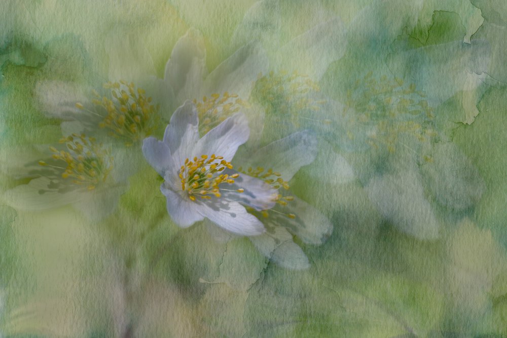 Flores de jasmim sonhadoras de Igor Kopcev