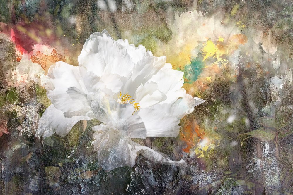 Flor branca sonhadora de Igor Kopcev