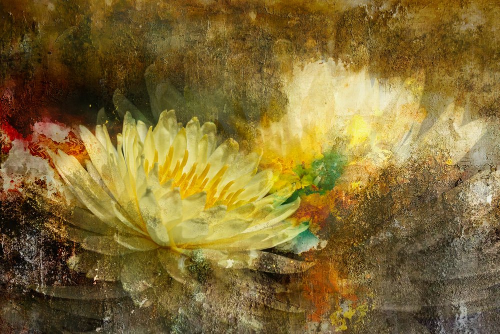 Flor de lótus dourada de Igor Kopcev