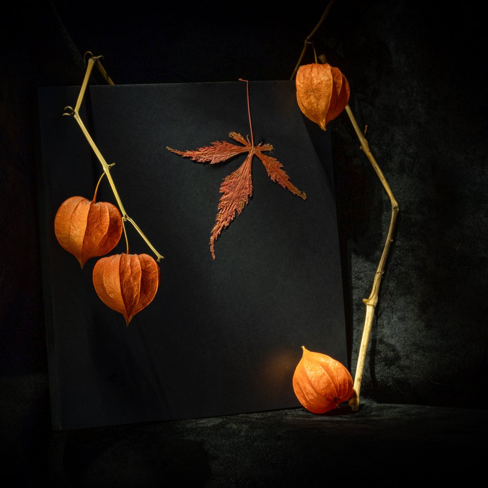 Physalis outonal melancólica de Igor Kopcev