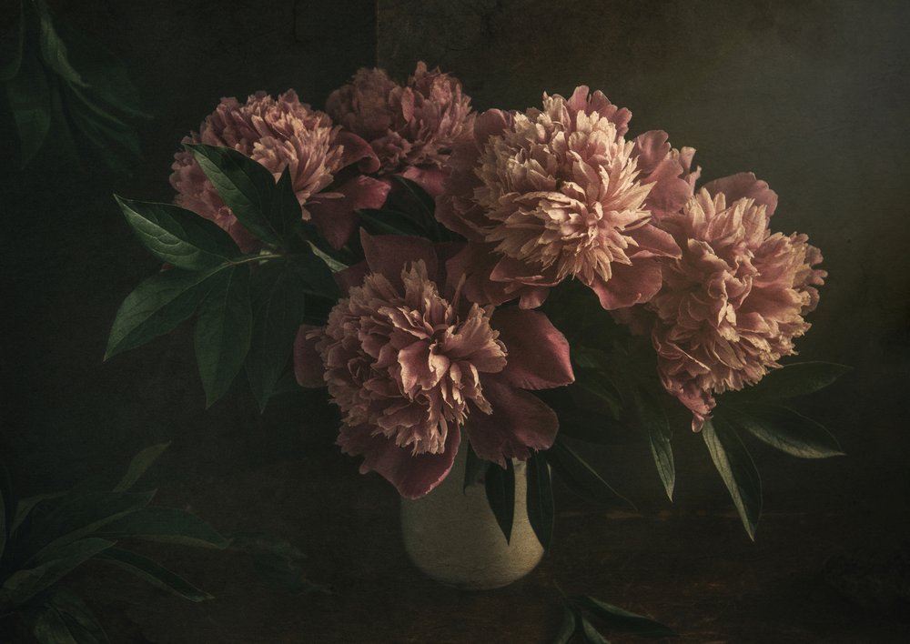 Peónias cor-de-rosa elegantes de Igor Tokarev