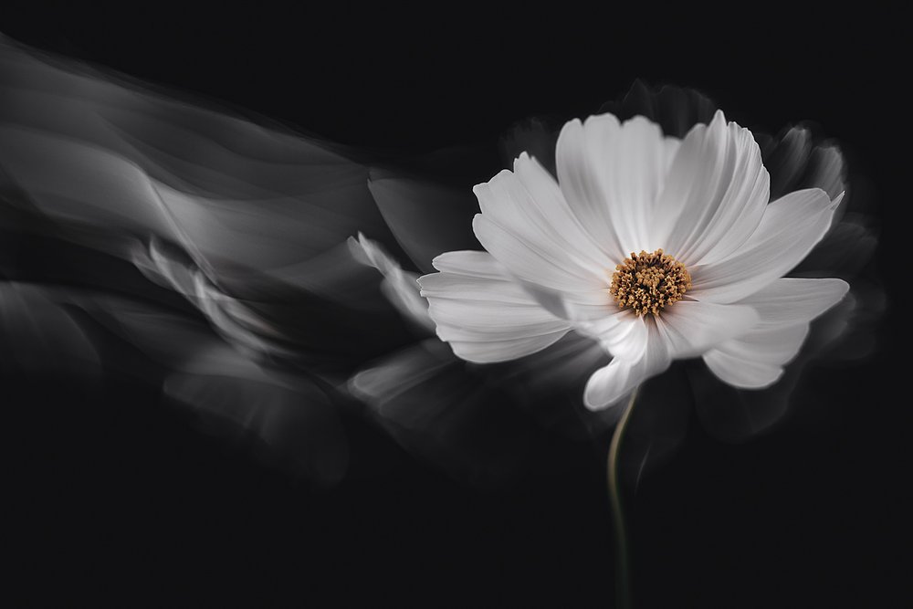 Cosmos Branco Etéreo de Inna Karpova