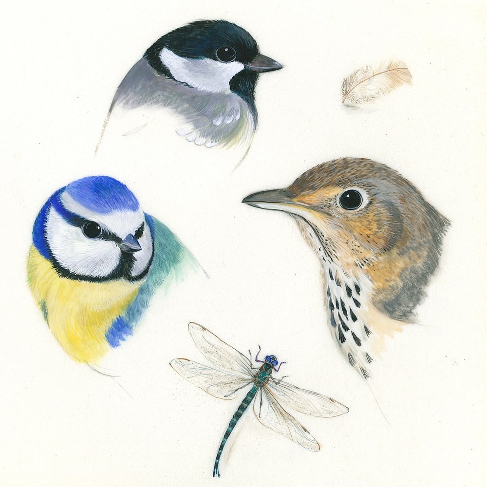 Estudo de aves e libélula de Isabelle Brent