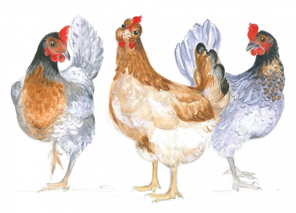 Galinhas cacarejantes de Isabelle Brent